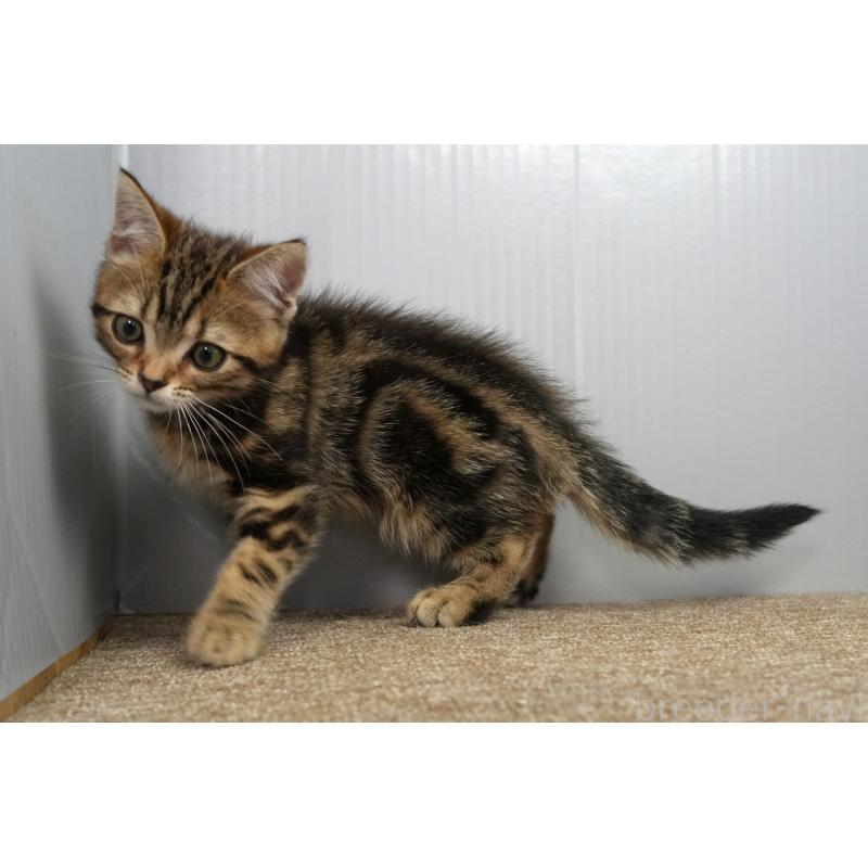 販売中の埼玉県のアメリカンショートヘア-128339の4枚目