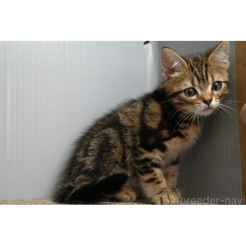 販売中の埼玉県のアメリカンショートヘア-128339の3枚目