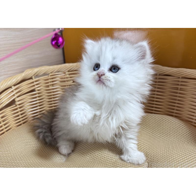 販売中の新潟県のペルシャ(チンチラ)-131343の5枚目