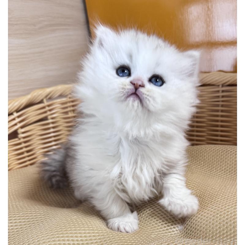 販売中の新潟県のペルシャ(チンチラ)-131343の4枚目