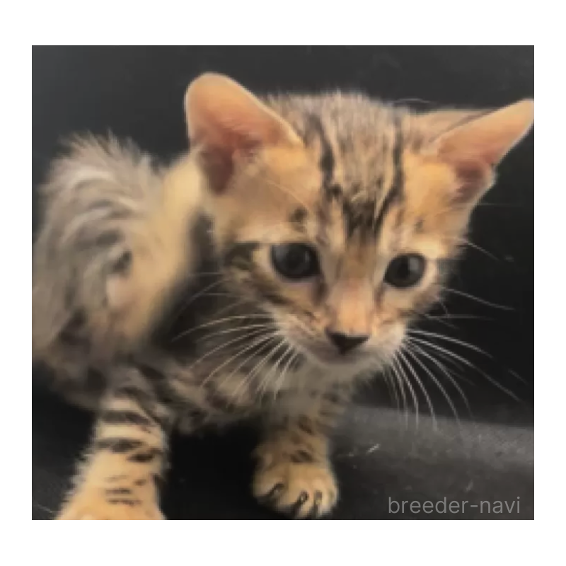 販売中の京都府のベンガル-131342の2枚目