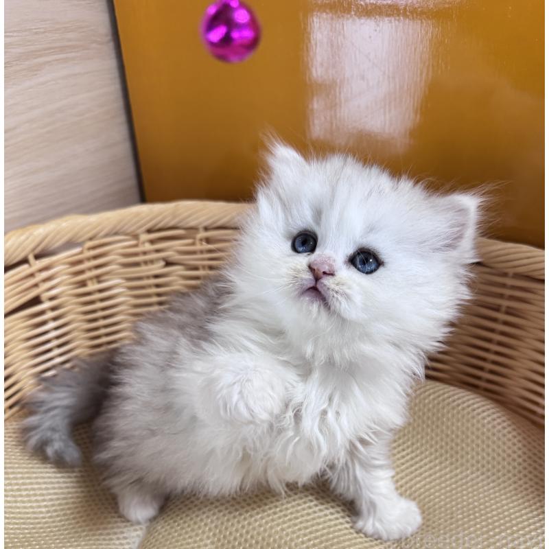 販売中の新潟県のペルシャ(チンチラ)-131343の3枚目