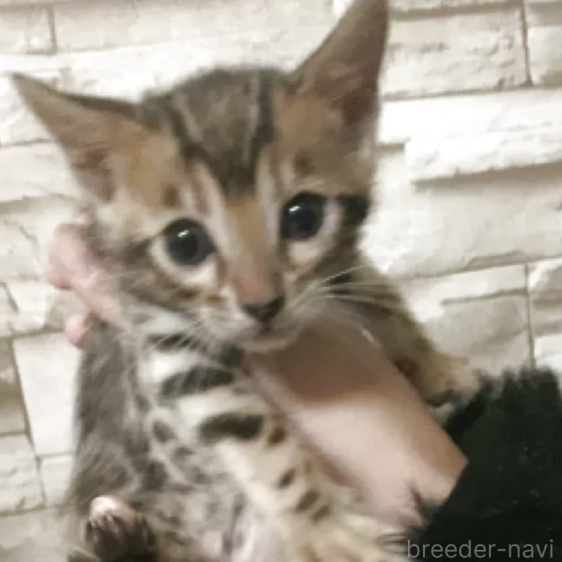 販売中の京都府のベンガル-131342