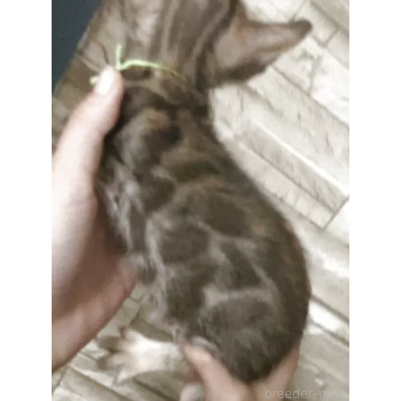 販売中の京都府のベンガル-131344の2枚目