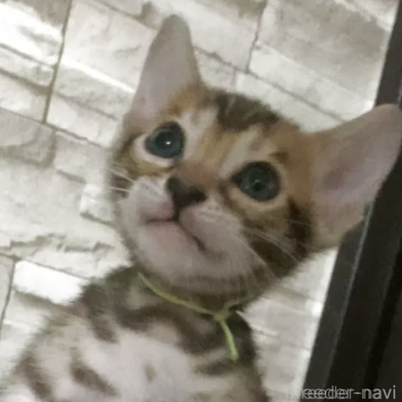 販売中の京都府のベンガル-131344