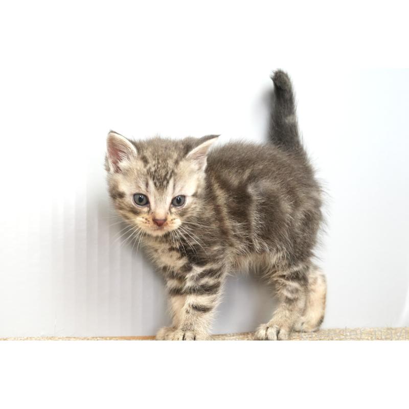 販売中の埼玉県のアメリカンショートヘア-131328の2枚目