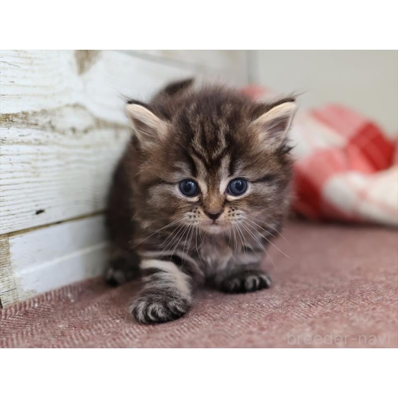 販売中の愛知県のミヌエット-131345の8枚目