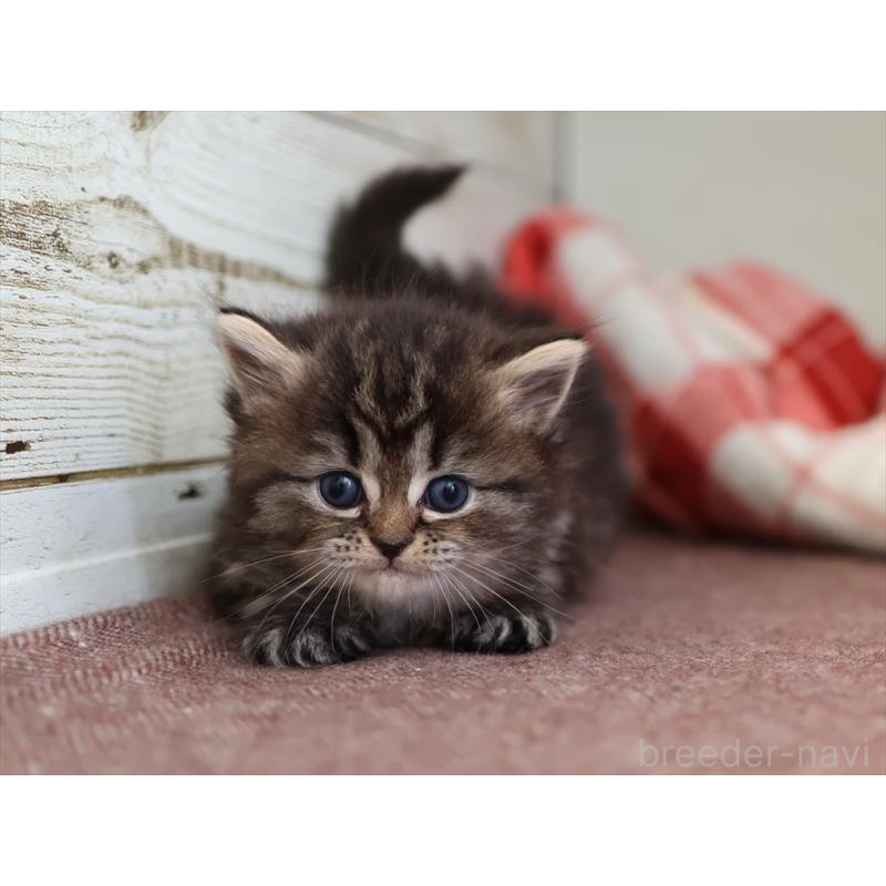 販売中の愛知県のミヌエット-131345の7枚目