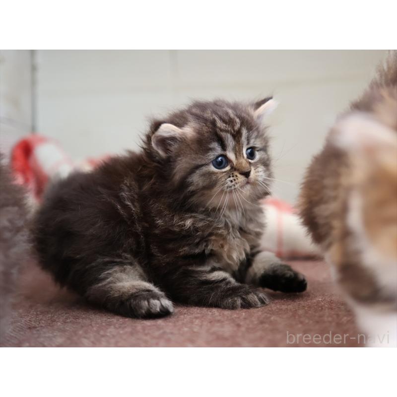 販売中の愛知県のミヌエット-131345の6枚目