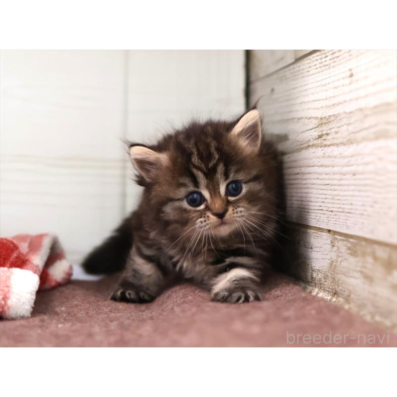 販売中の愛知県のミヌエット-131345の5枚目