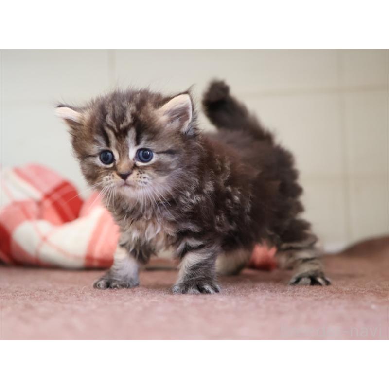 販売中の愛知県のミヌエット-131345の4枚目