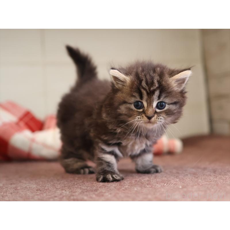 販売中の愛知県のミヌエット-131345の3枚目