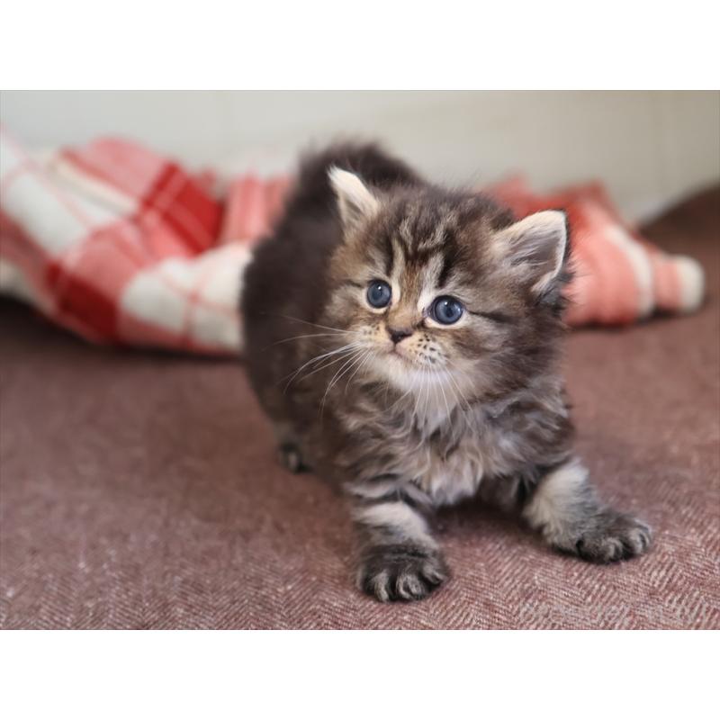 販売中の愛知県のミヌエット-131345の2枚目