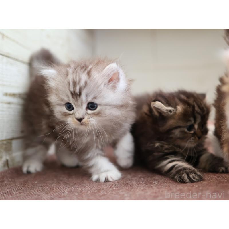 販売中の愛知県のミヌエット-131346の14枚目