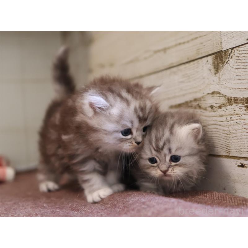 販売中の愛知県のミヌエット-131346の13枚目