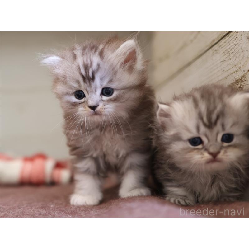 販売中の愛知県のミヌエット-131346の12枚目