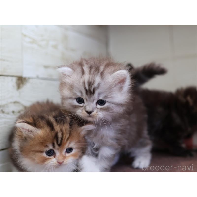 販売中の愛知県のミヌエット-131346の11枚目