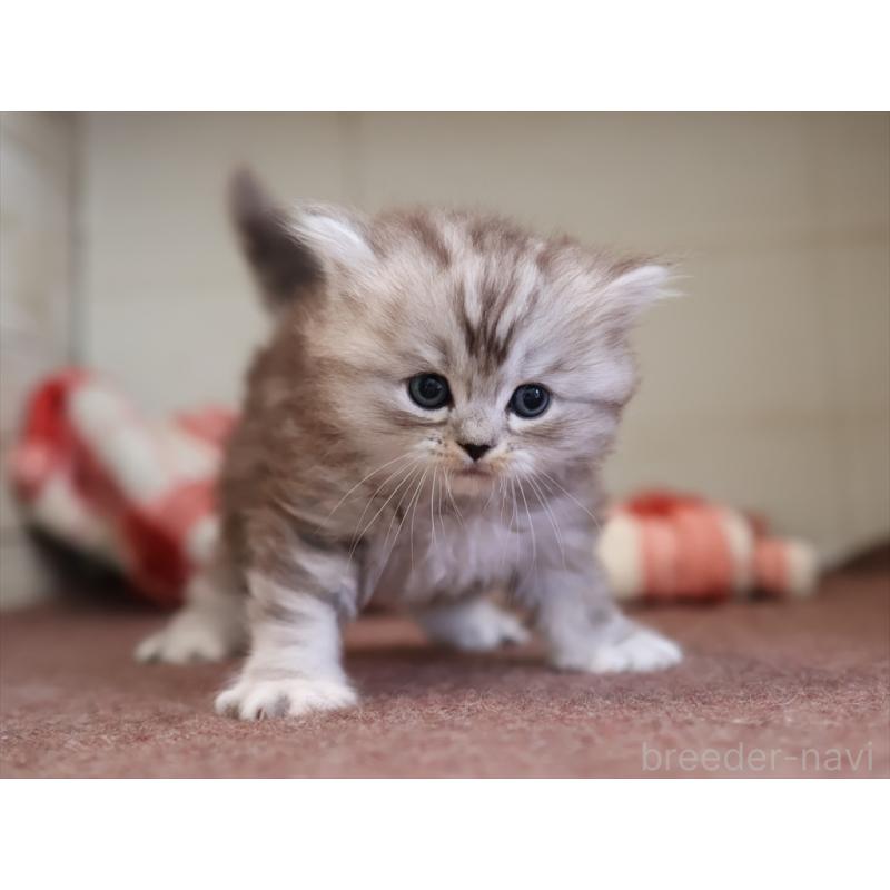 販売中の愛知県のミヌエット-131346の10枚目