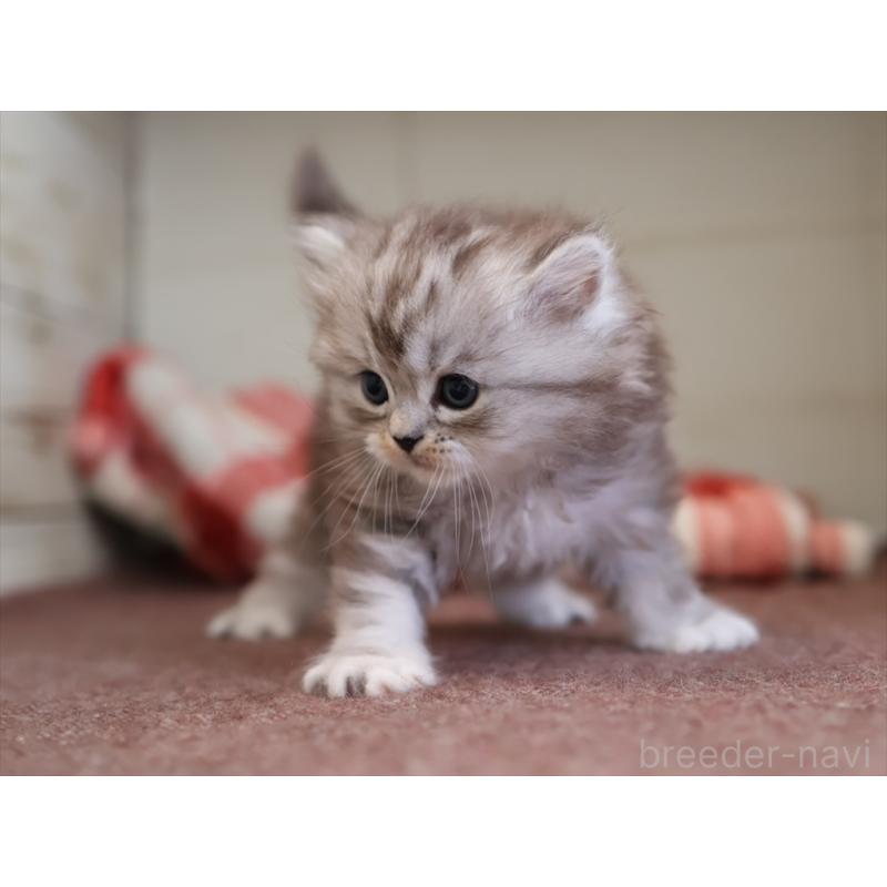 販売中の愛知県のミヌエット-131346の9枚目