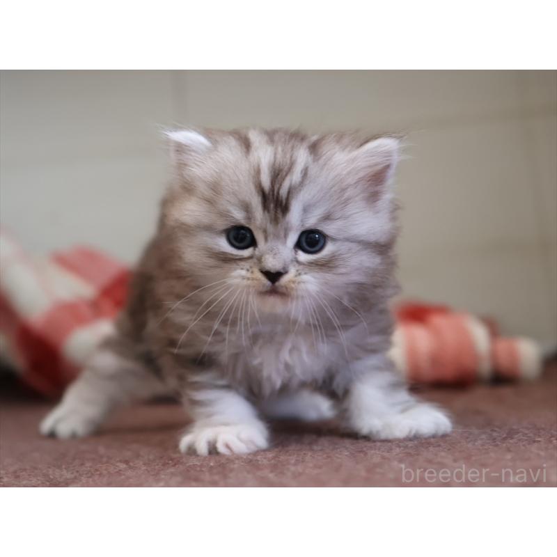 販売中の愛知県のミヌエット-131346の8枚目