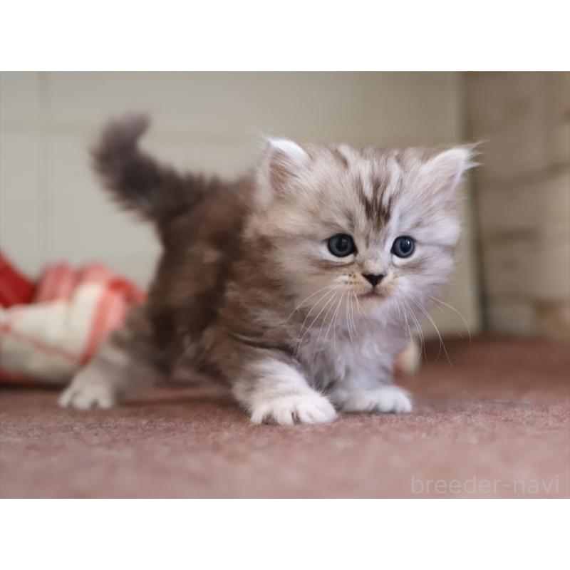 販売中の愛知県のミヌエット-131346の7枚目