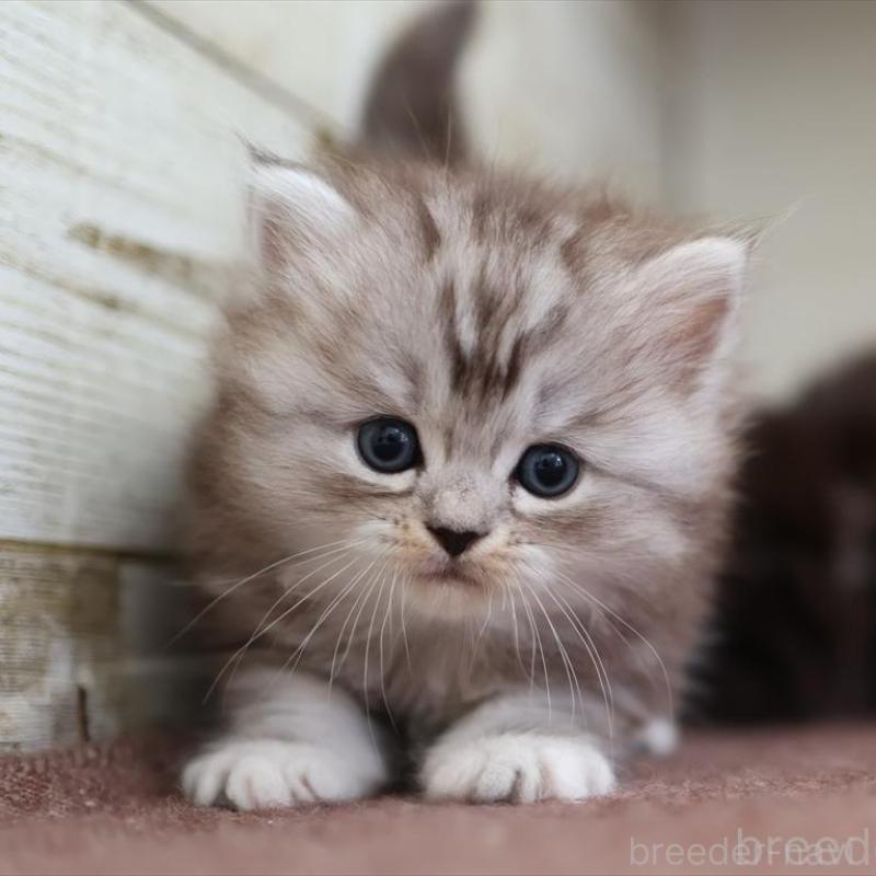 販売中の愛知県のミヌエット-131346の1枚目