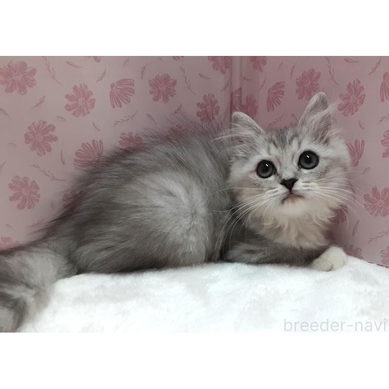 販売中の岐阜県のミックス-129019の5枚目