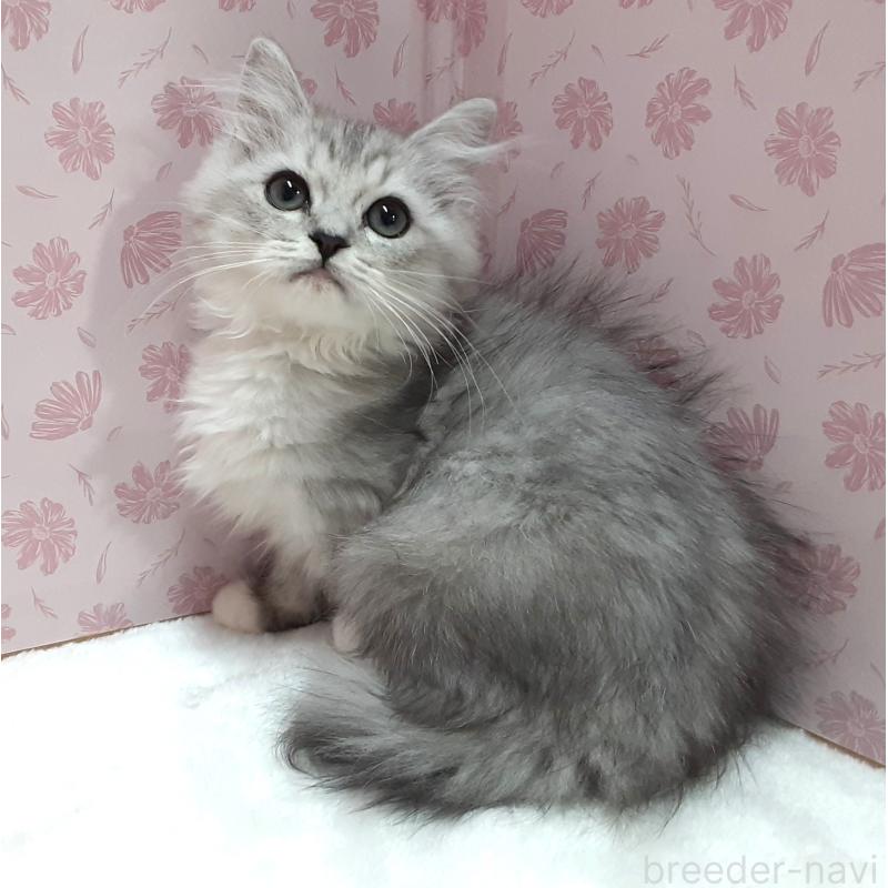 販売中の岐阜県のミックス-129019の4枚目