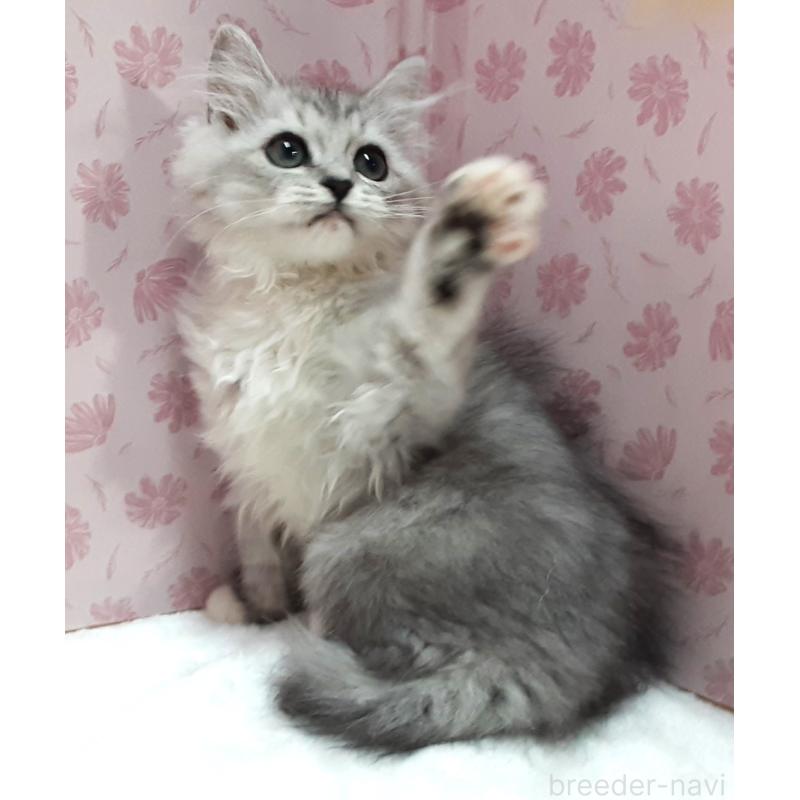 販売中の岐阜県のミックス-129019の3枚目