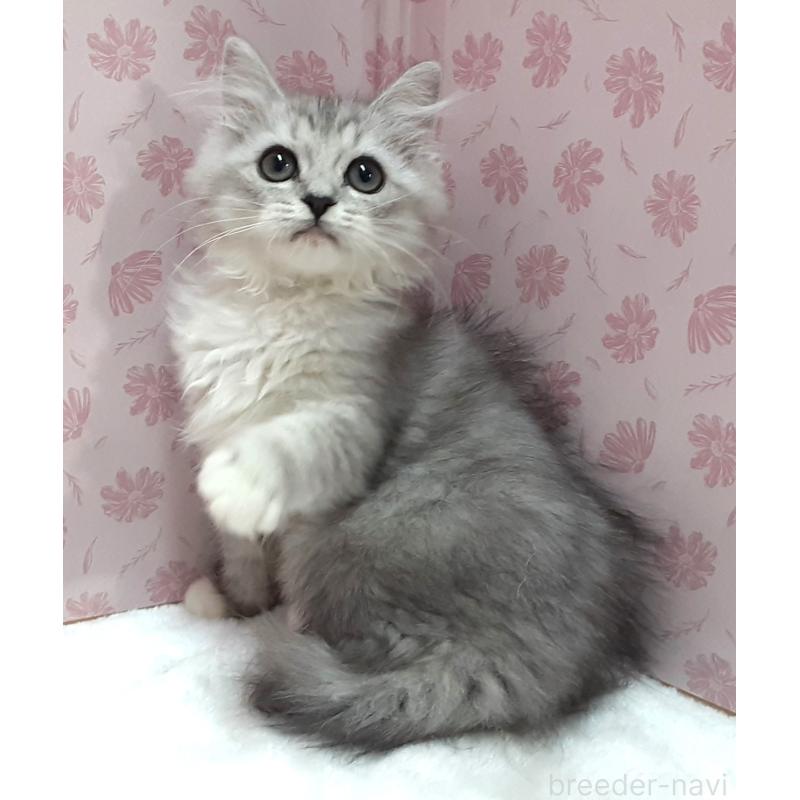 販売中の岐阜県のミックス-129019の2枚目