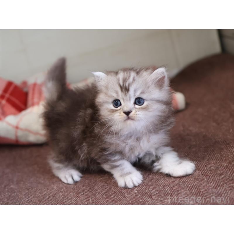 販売中の愛知県のミヌエット-131346の5枚目