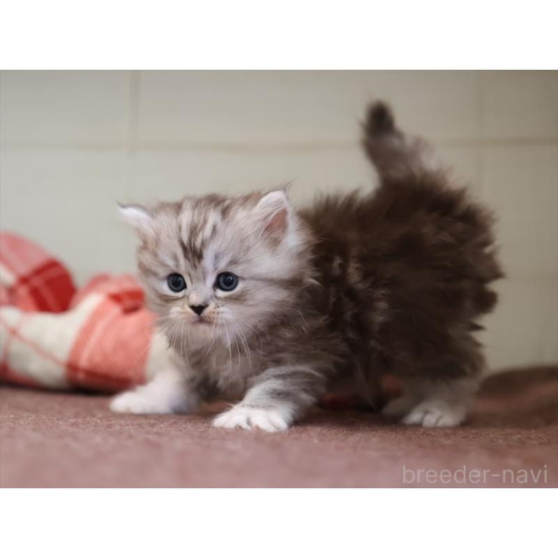 販売中の愛知県のミヌエット-131346の4枚目