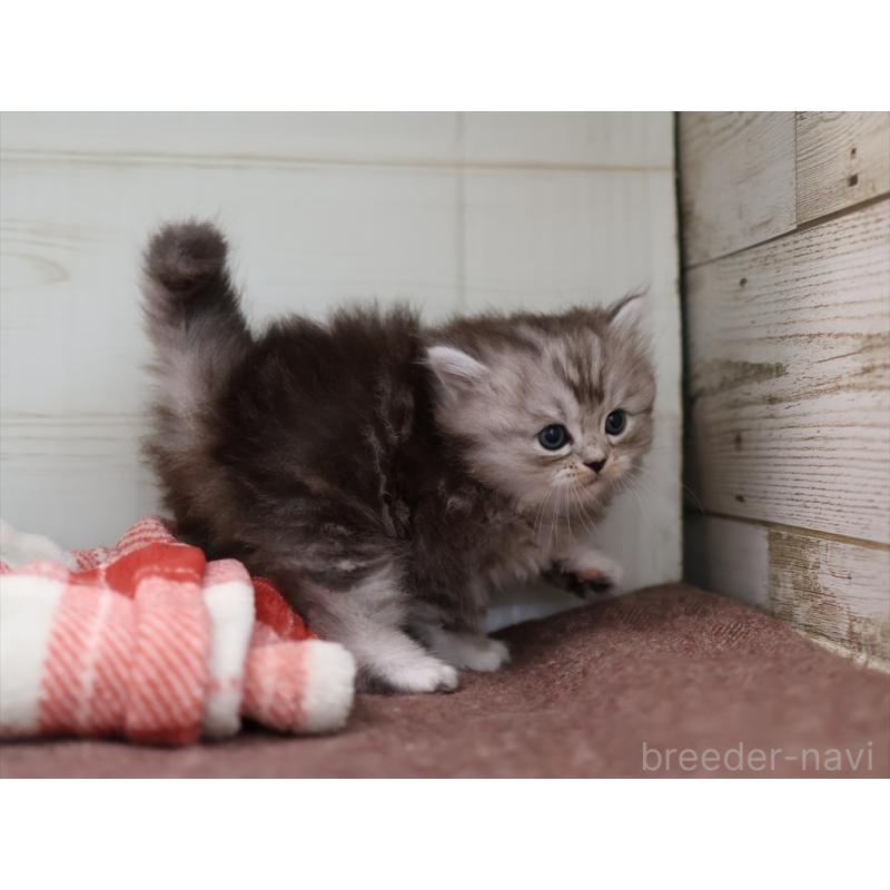 販売中の愛知県のミヌエット-131346の3枚目