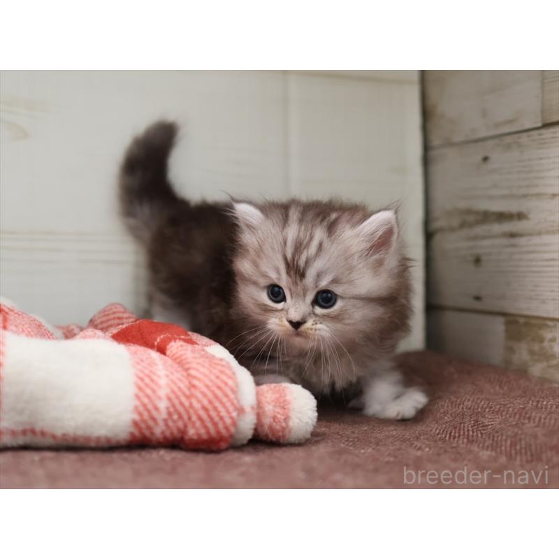 販売中の愛知県のミヌエット-131346の2枚目