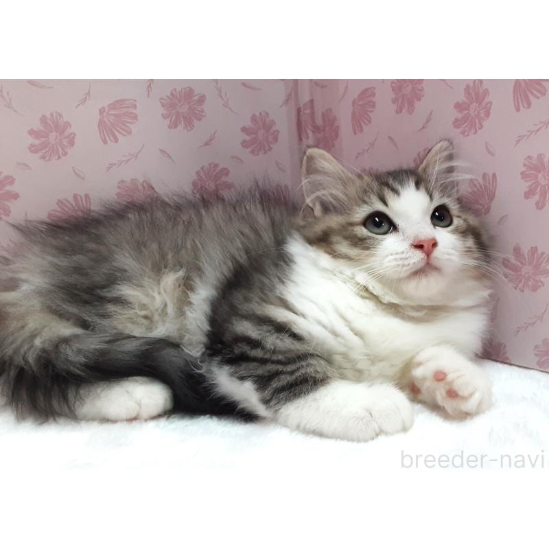 販売中の岐阜県のミックス-129017の4枚目