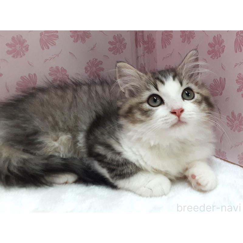 販売中の岐阜県のミックス-129017の3枚目