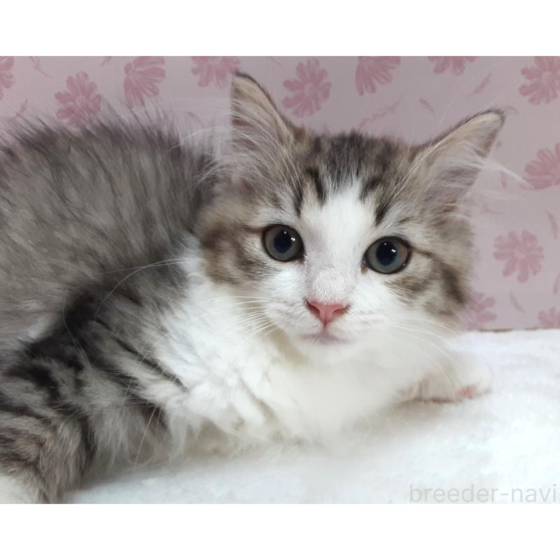 販売中の岐阜県のミックス-129017の2枚目