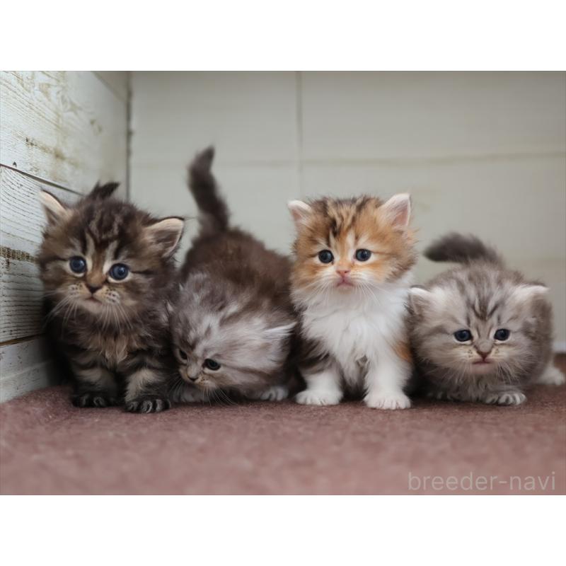 販売中の愛知県のミヌエット(短足)-131347の11枚目