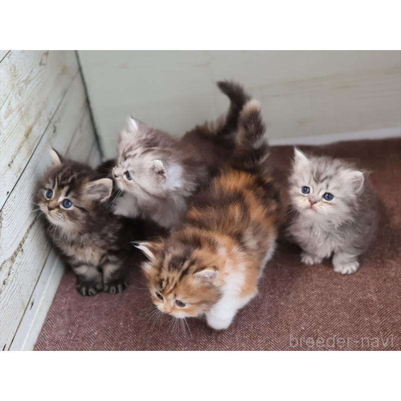 販売中の愛知県のミヌエット(短足)-131347の10枚目