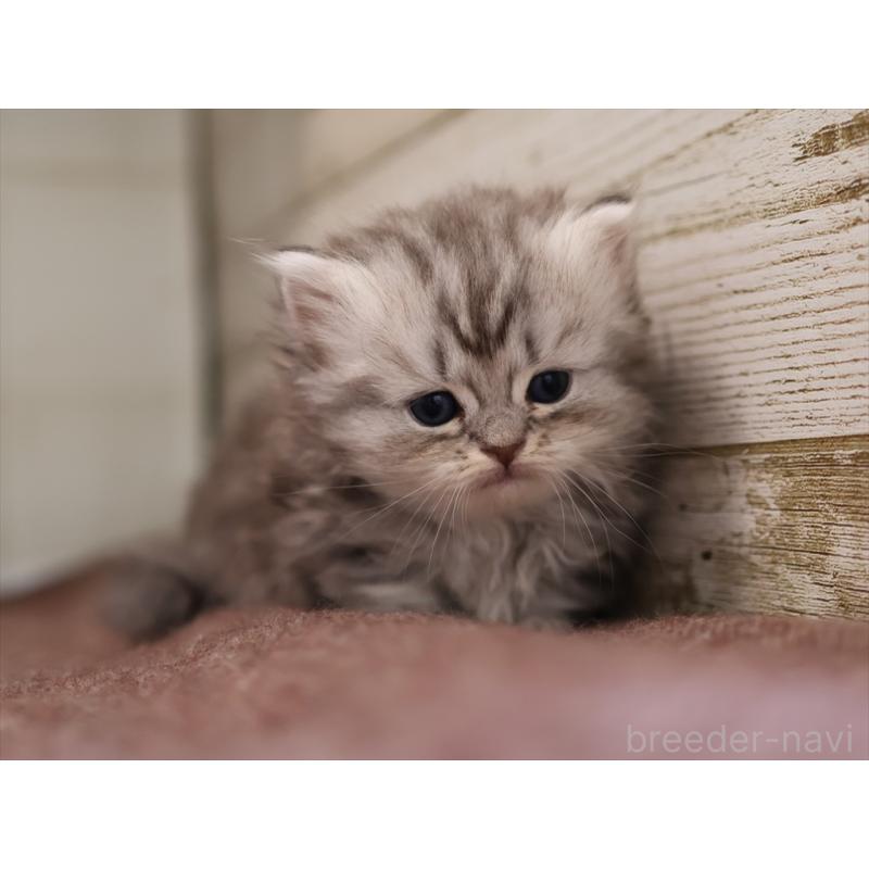 販売中の愛知県のミヌエット(短足)-131347の9枚目