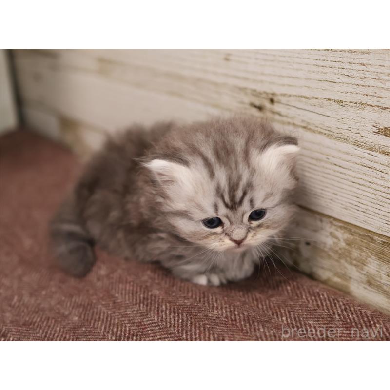 販売中の愛知県のミヌエット(短足)-131347の8枚目