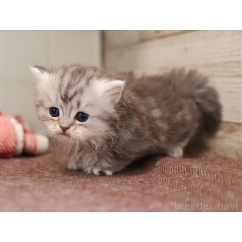 販売中の愛知県のミヌエット(短足)-131347の7枚目