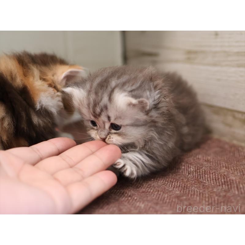 販売中の愛知県のミヌエット(短足)-131347の6枚目