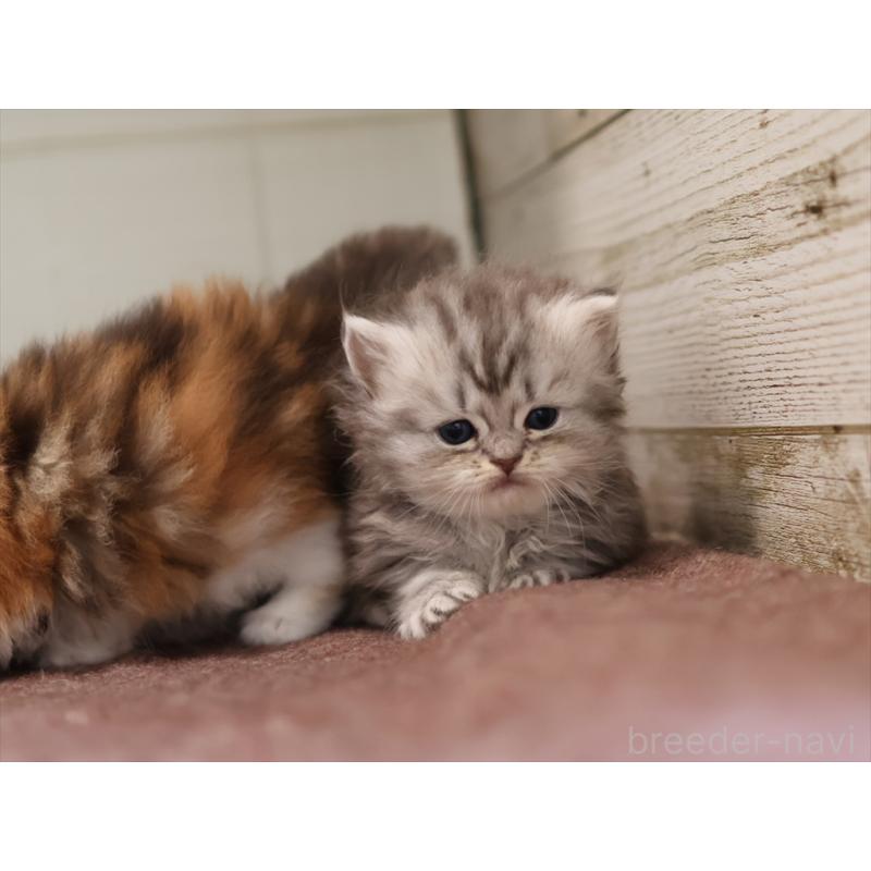 販売中の愛知県のミヌエット(短足)-131347の5枚目