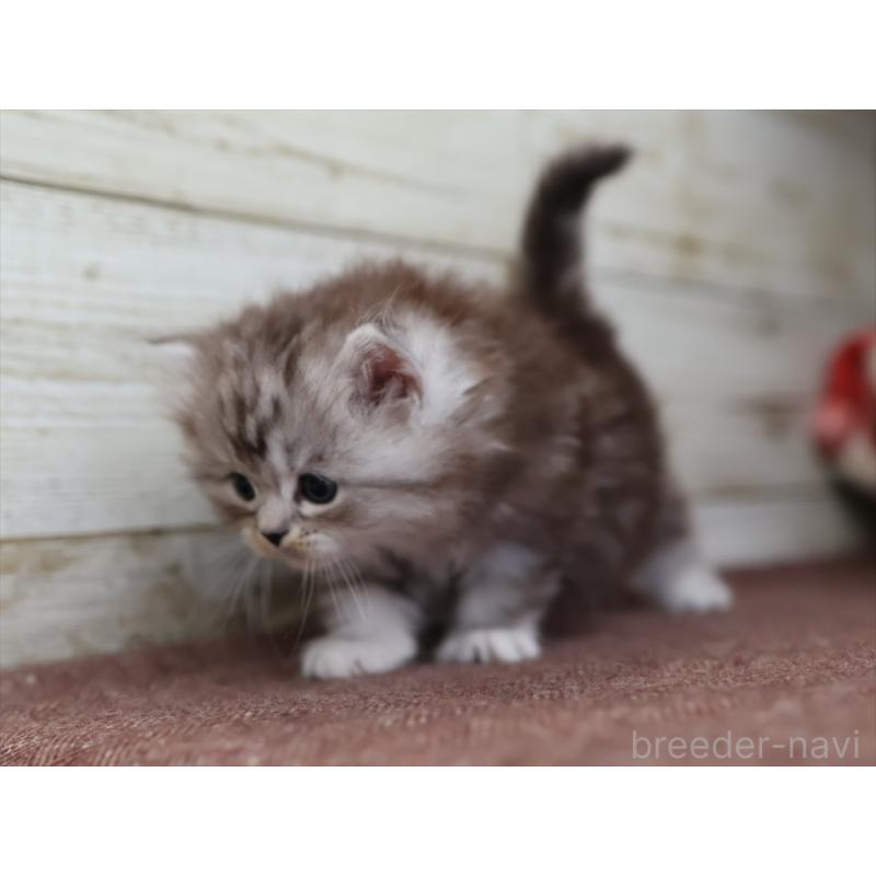 販売中の愛知県のミヌエット(短足)-131347の4枚目