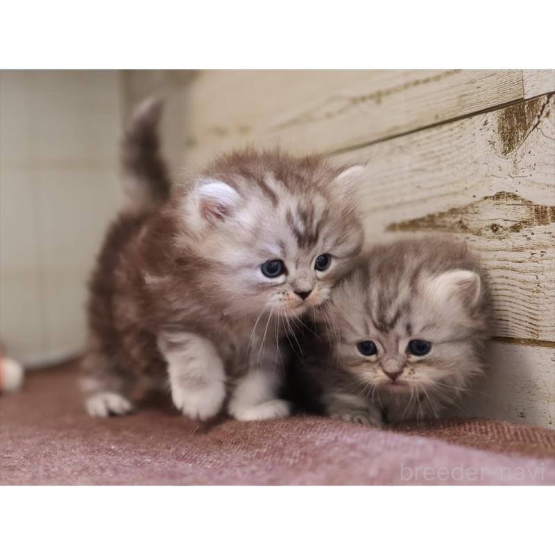 販売中の愛知県のミヌエット(短足)-131347の3枚目