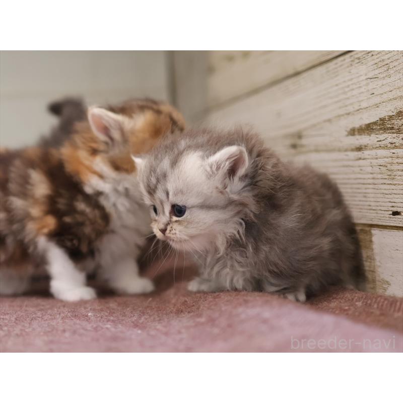 販売中の愛知県のミヌエット(短足)-131347の2枚目