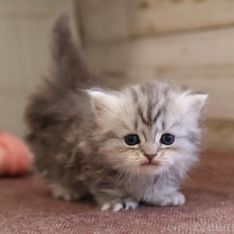 販売中の愛知県のミヌエット(短足)-131347の1枚目