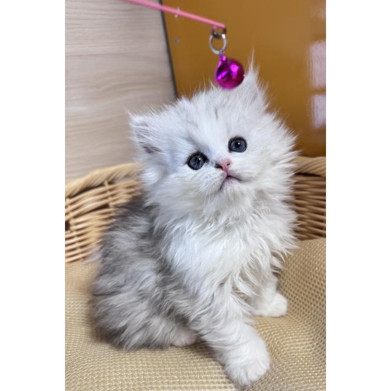 販売中の新潟県のペルシャ(チンチラ)-131349の5枚目