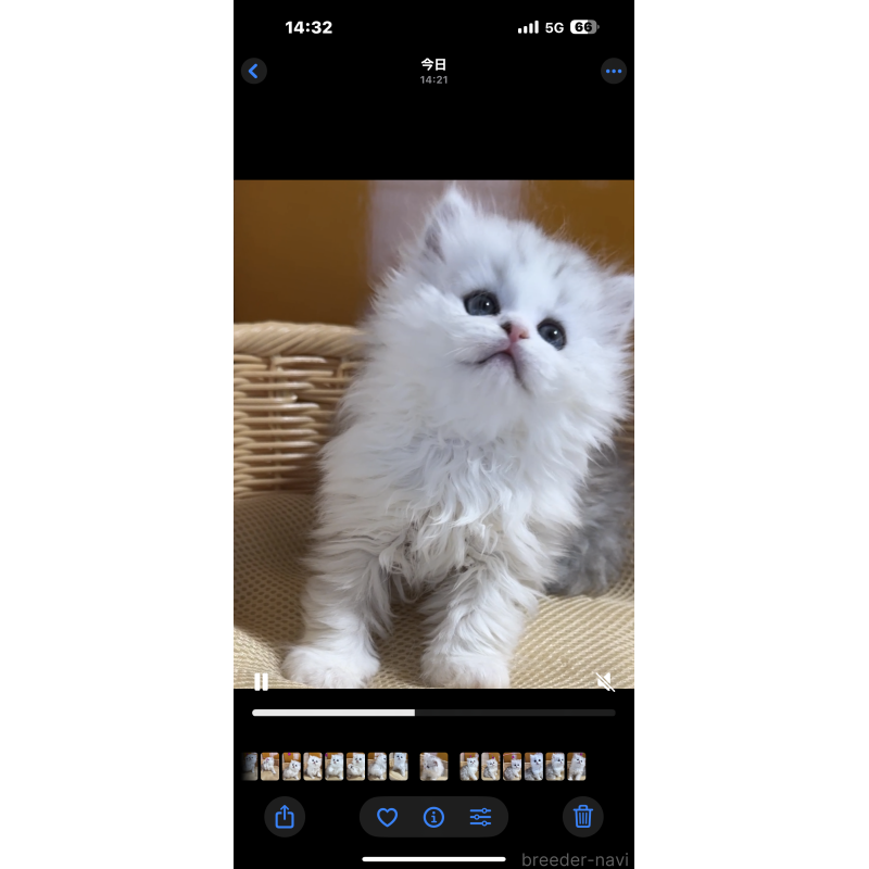 販売中の新潟県のペルシャ(チンチラ)-131349の4枚目